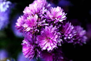 在线DDOS攻击平台